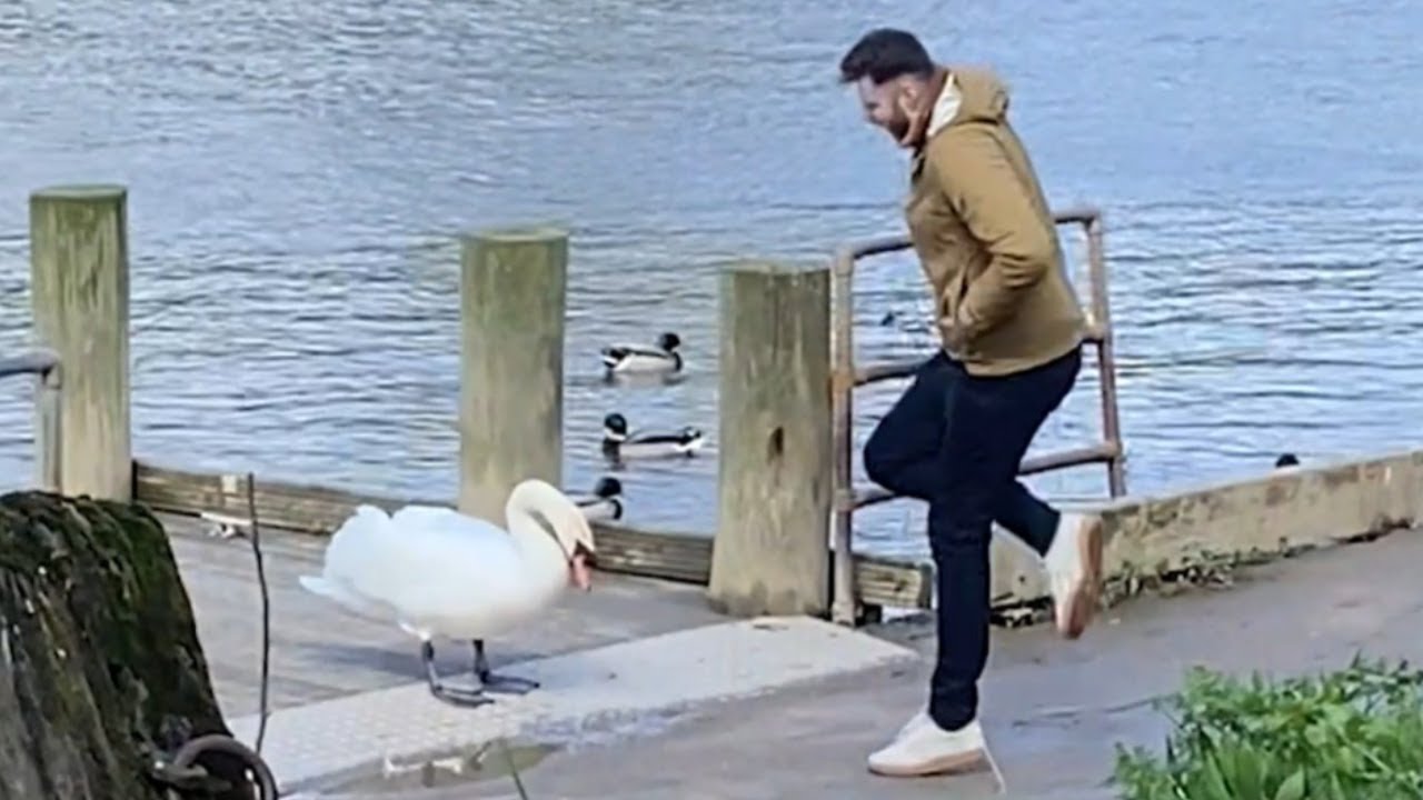 funny-animals-doing-funny-animal-things-youtube
