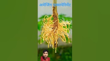 Effective of potato on lemon tree propagation #shorts#shorts