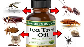 How to Get Rid of Pests Using Tea Tree Oil - ANTS, COCKROACHES, MOSQUITOES, RODENTS, SPIDERS, LICE..
