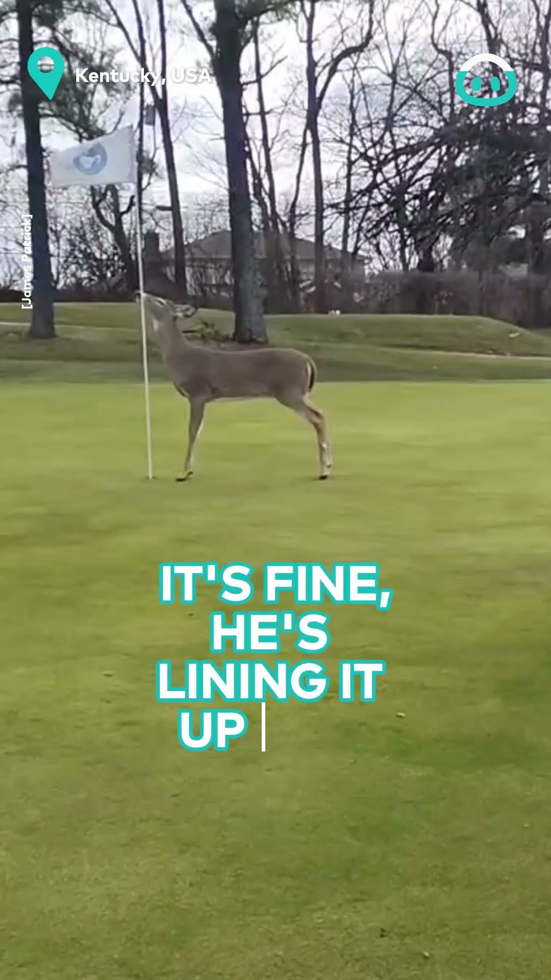 Wild Deer Wants To Help Golfer || ViralHog