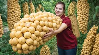 SHOCKING! Harvesting GIANT Langsat (Lanzones) — America Can’t Get Enough of This Rare Asian Fruit!