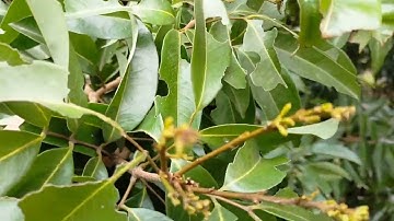 Hoa Vải Thiều Lục Ngạn Bắc Giang ngày 30/1/2024.