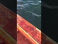 Iskatar balığı yakalama ve takımı