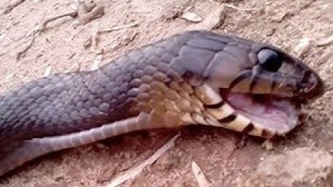 Rắn nước khổng lồ 1kg ( Miền Tây mùa nước nổi)