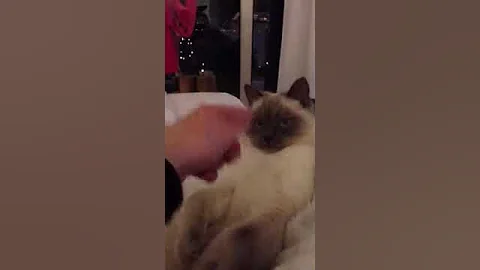 Video 751631: british shorthair blue point, little british shorthair, cat