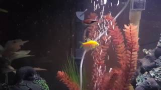 Fish Burps