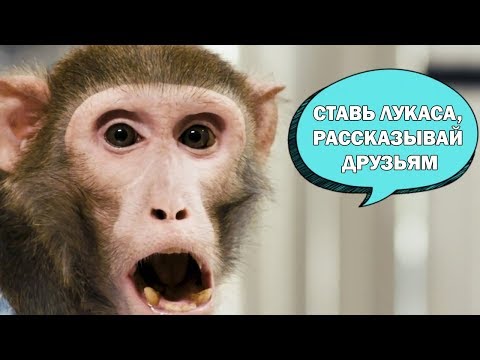 "Этот чудо Мультипекарь" - песня о Мультипекаре REDMOND