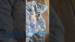 게으른자여 #강아지 #aurapark #박은진벨리
