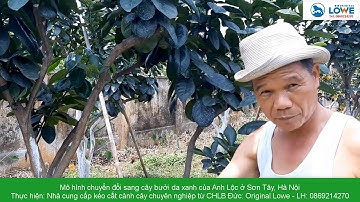 Mô hình ghép chuyển đổi cây bưởi diễn sang cây bưởi da xanh của Anh Lộc ở Sơn Tây-Hà Nội