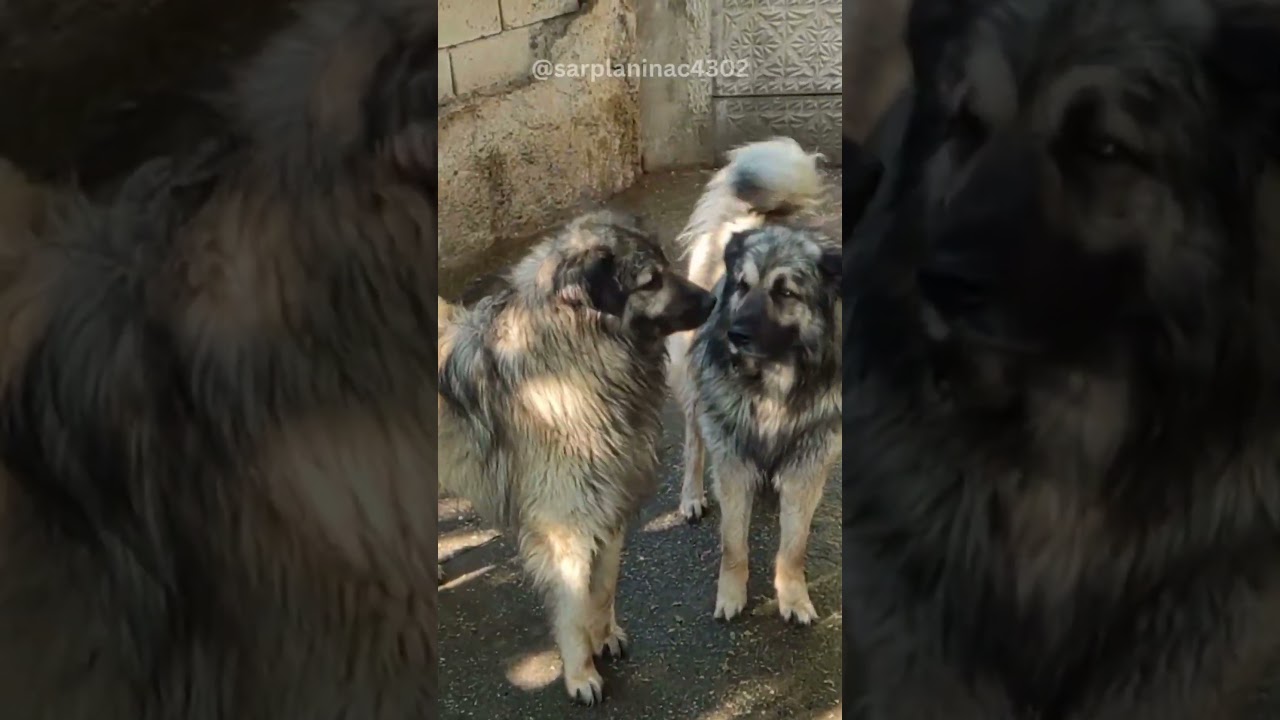 Looks Like a Dog Fight But It Isn’t #dogdominance