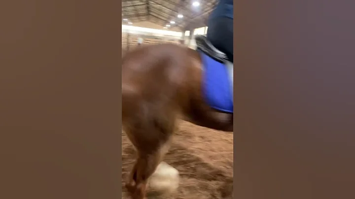 Trudy she is an 5 gated pony I am so grateful to g...