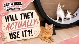 We Put a Cat Exercise Wheel in a House With 19 Cats 😂