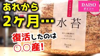 100均の乾燥水苔2産地を”密閉”した結果がヤバイ【観葉植物】