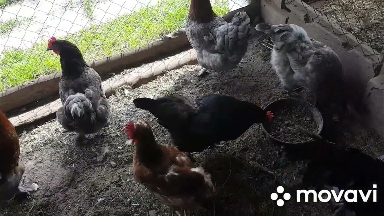 Куры стали плохо нестись летом