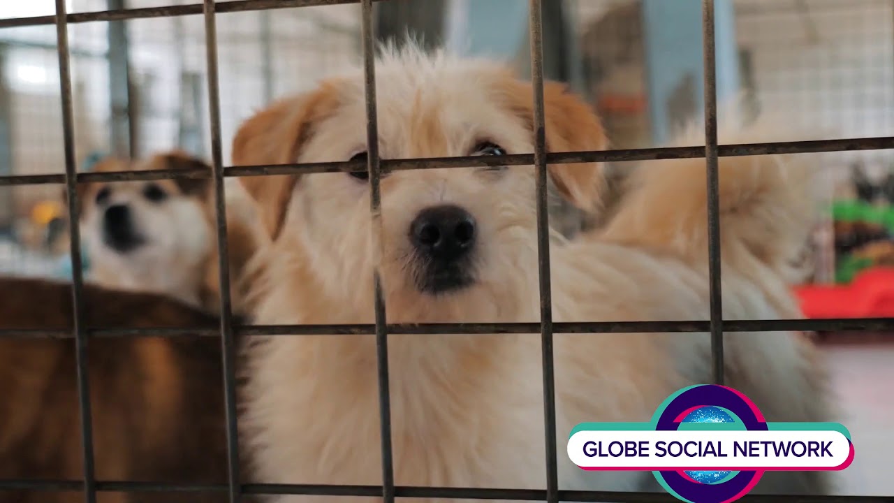 Animals returning to shelters after holidays YouTube
