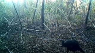 3 Turkeys Scratching