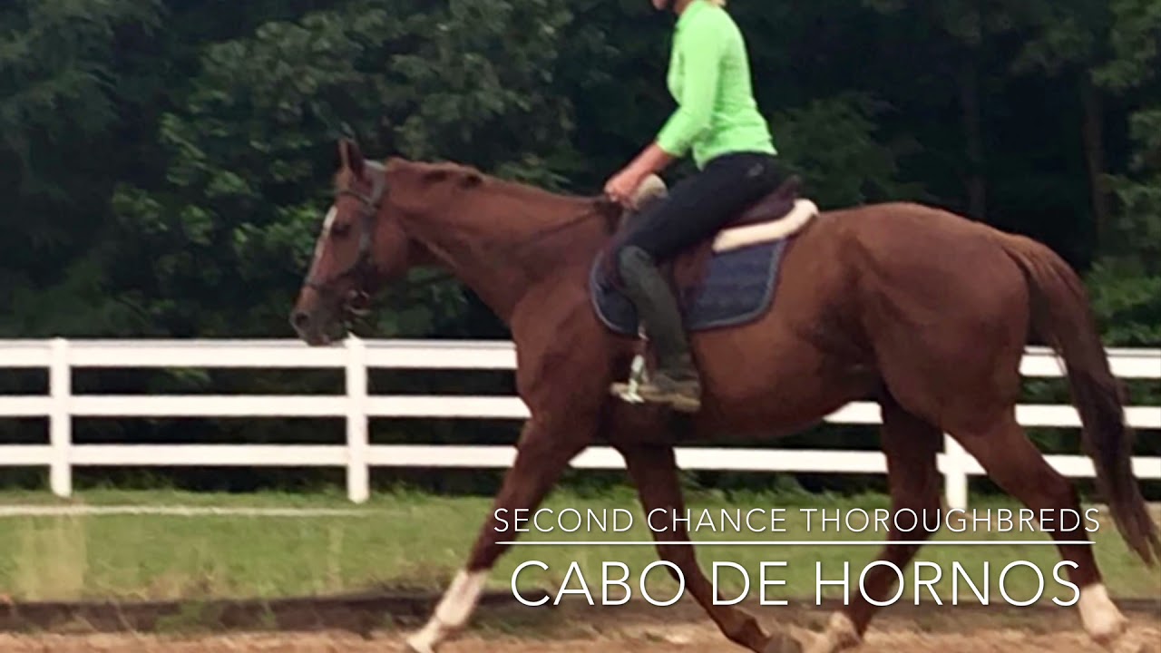 Sold - Second Chance Thoroughbreds - for sale - Cabo de hornos - YouTube