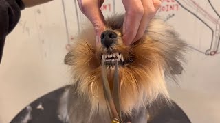 How to groom puppy's face Perfectly!!! New Puppy's Hairstyle For You... by Puppy Groomy 238 views 10 months ago 1 minute, 35 seconds