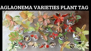 AGLAONEMA VARIETIES  PLANT TAG #cherryboterph