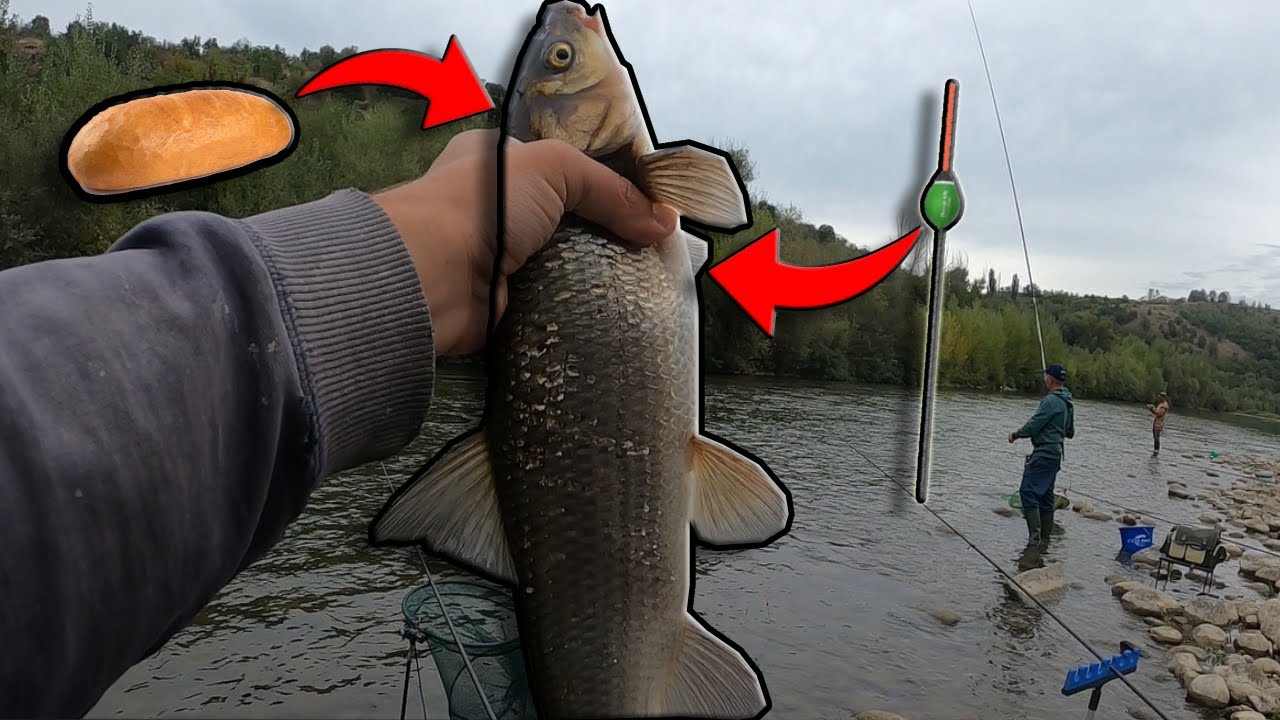 РИБОЛОВ по река Струма в търсене на СКОБАРИ и МРЕНИ с ДИРЕКТЕН ТЕЛЕСКОП и БОЛОНЕЗЕ на ПЛУВКА и ТРОХА