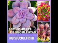 100 SUCCULENTS ID | NOMBRES DE SUCULENTAS 2021