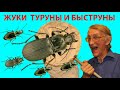 Весенние Жуки: Хрущ Летун и Юркун, Жужелица Турун и Быструн, Щелкун Прыгун. Солдатики Краснохвостики