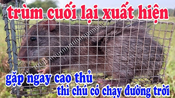 Bẫy chuột #73, Bẫy chuột cống nhum miền đông #Lâm Hậu Giang Vlog