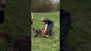 Owczarek niemiecki, Wrocław szkolenie psów #gsd #dogtraining #dogtrainer