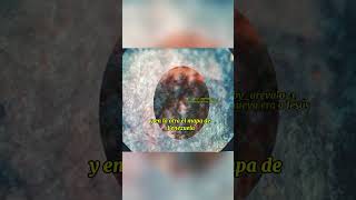 Virgen De Coromoto Patrona De