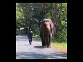 Close to Dabulla, SriLanka/ Musical Giants of the Asian Jungle: Elephants and Their Rhythmic Talent