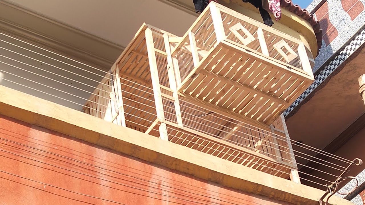 اصغر غيه حمام بالتراب عند اسامه عجور شغل فاخر 🐣🐣🕊️🕊️🦜👌