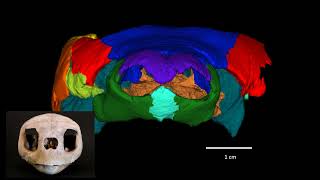 Fresh-Water Sea Turtle: Grand Staircase-Escalante NM 25th Anniversary Science Presentation