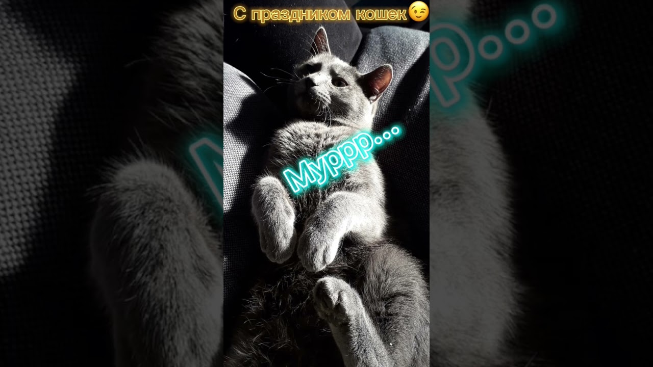 День кошечек и котиков🐈 Holiday of kitties and kittens. 