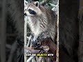 This ‘Cute’ Animal Is Smarter Than You Think… 🦝😳  #shorts #youtubeshorts #shortvideo #trending