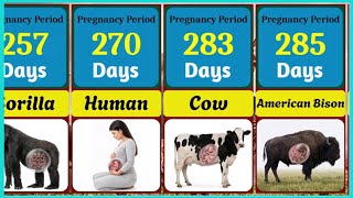 Animal & Human Pregnancy Periods Revealed!  From 11 Days to 2 Years