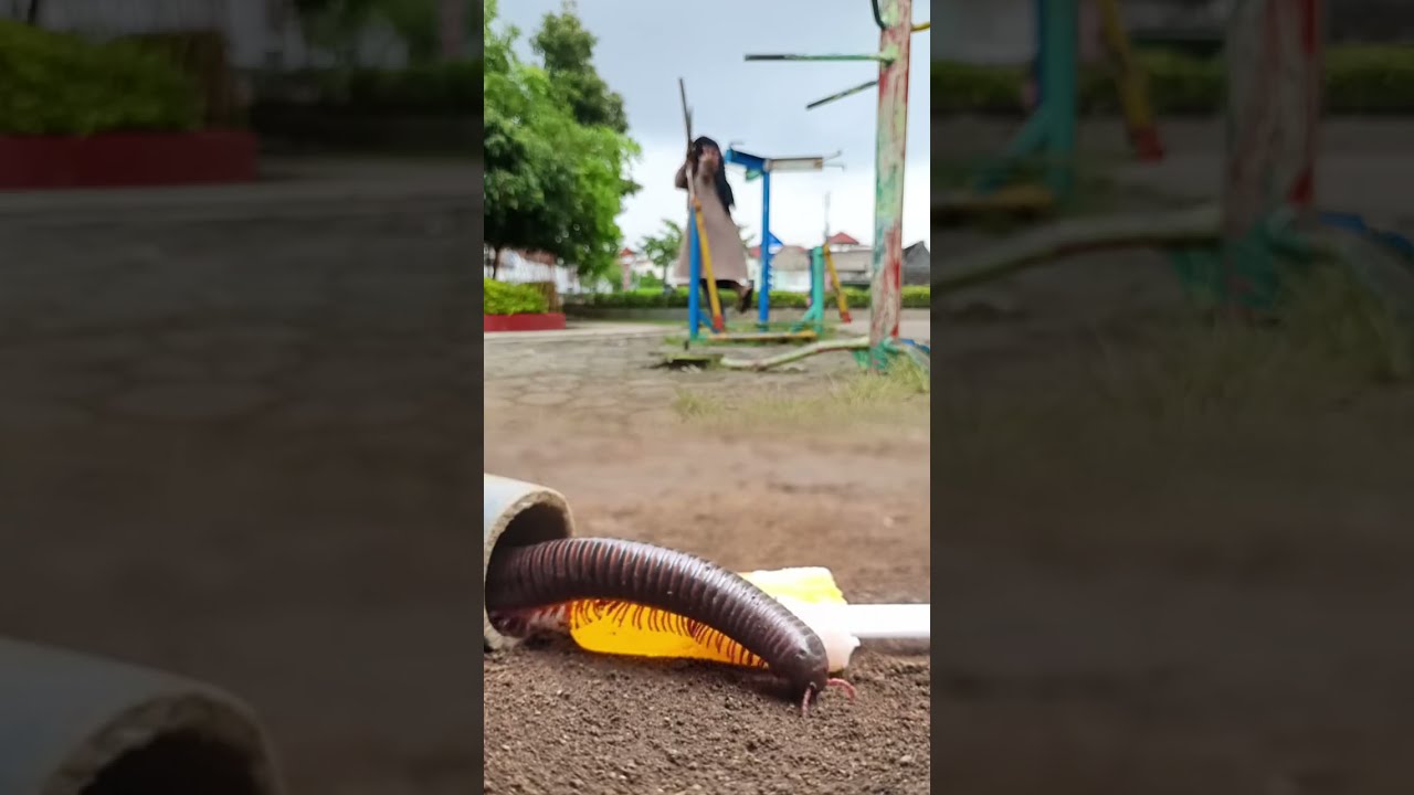 Oh It Turns Out This Mother Is Scared Of Seeing Millipedes Shorts Animals Milipedes