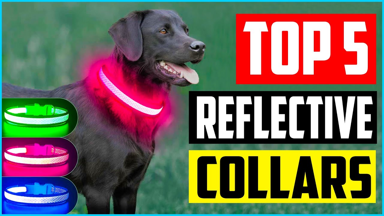 Top 5 Best Reflective Dog Collars You Should Own Review YouTube