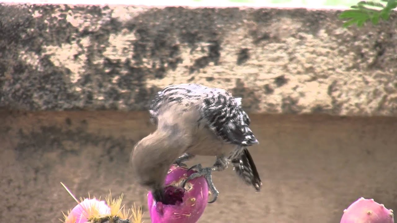 Gila Woodpecker eating Prickly Pear Cactus 