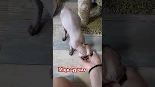 Сфинкс Марс урчит❤#канадсиесфинксы #ориентальныйкот #смешныесфинксы