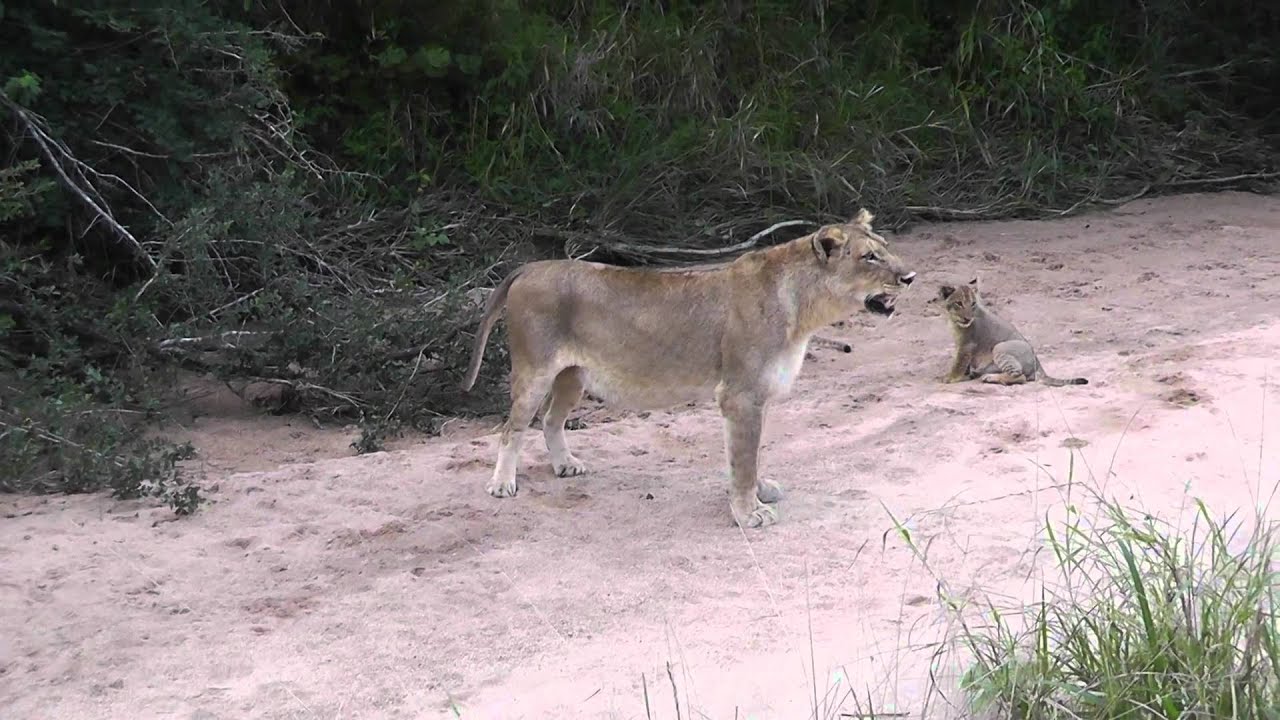 Lion Cubs Very Young At Ulusaba 2
