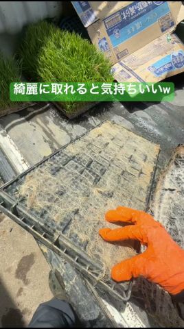 苗箱の根っこ取り #田植え #密苗 #密苗