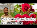 Poly house rose flower farming A-Z information//floriculture // indias farming