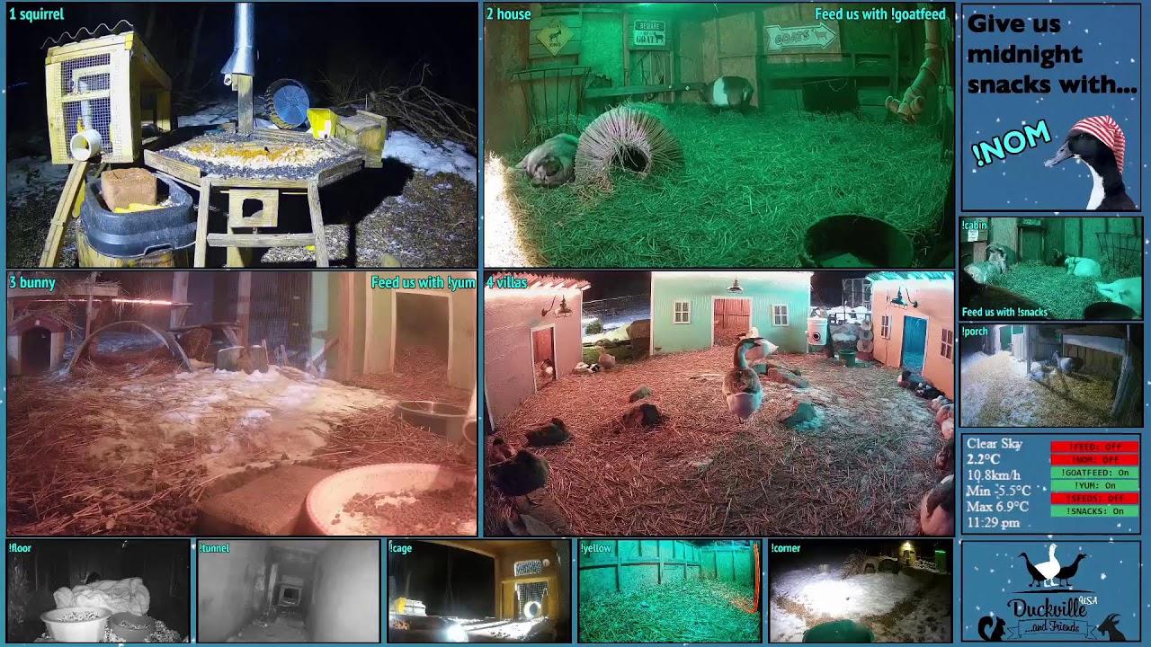 FREE DAILY FEED - Relax with ducks, goats, pups, squirrels, bunnies and other animals!