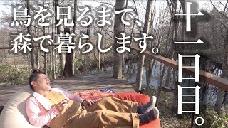 水曜どうでしょうハウスで野鳥観察の刑。十一日目。じゃがいもとコゲラ。