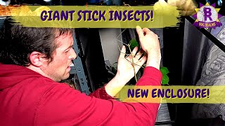 HOW TO set up an enclosure for HUGE STICK INSECTS!