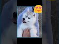 Cute baby of husky short