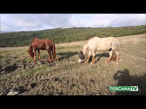 Video: Avvelenamento Da Alloro Nei Cavalli