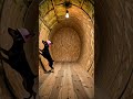 dog design house underground #shorts ##viral #ai #dog