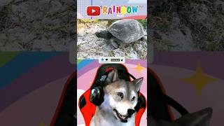 FAKTA UNIK!!! kura-kura tidak punya gigi🐢 #rainbow #hunting #ytshorts #animals