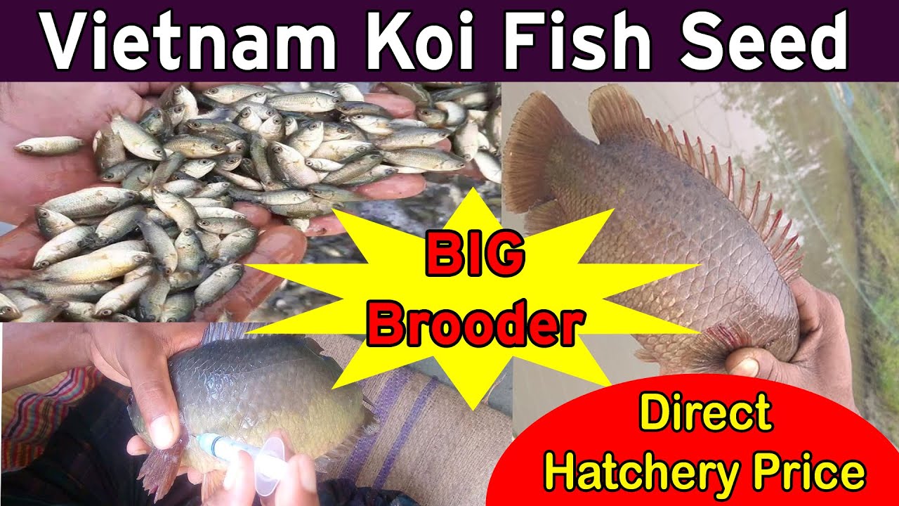 Vietnam Koi Fish Seed Suppliers Wholesale Vietnam Koi Fish Seed at Cheap Price in India